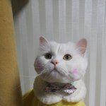 검은 콩이가 이뻐서 올리는 하얀 콩이 사진입니다