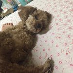 개길순 개나르 ㅋㅋ