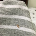 핫핑에서 옷샀는데 옷에 <b>밥풀</b>뭍어옴