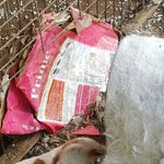 [평강공주] (반<b>송원</b>) (사진주의) 아이들 6월 3일 (반)네싸...