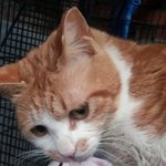 [고양이] (서울,인천,경기)입속이 아파 죄송합니다.늘 발라당+골골...