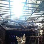 (서울,인천,경기)8차선 도로가 <b>화단</b>에서 빼꼼히 고개를 내밀고 울고...