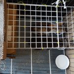 인천,경기)고양이계의 식신남매 <b>식이</b>와 신이의 그릇을 넉넉히 채워주실...
