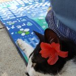 [고양이] 꽃냥이  고나비씨