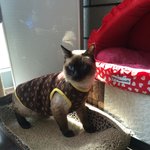 [고양이] 우리 <b>새침</b>이와 맹구를 소개합니당