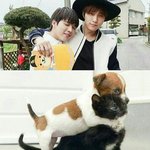 [인피니트] 멍뭉즈들 존귀임ㅋㅋㅋㅋㅋㅋㅋㅋ