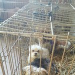 [<b>동행</b>세상] 보호소에서 돌아오지 않을 가족을 기다리던 말티 태평이...