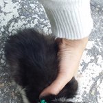[<b>동행</b>세상] 끊어진 목줄을 매단채 울고있던 새끼냥 징징이.