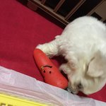 [사랑스런<b>츄</b>] 2개월된 말티즈 <b>츄</b> , 궁금한게 많아용 들어와주세요...