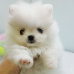 [강아지초보] <b>포메</b> 분양하려고 하는데용