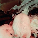 [EXO] 우리집 <b>햄</b><b>찌</b> 귀엽<b>찌</b>?