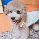 [강아지] (사진또또추가!)<b>실버</b>푸들 람보르기니(ŐωŐ)ﾉ♫♬