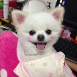 [강아지] 포메 <b>미소</b>보고 웃고 가세용!