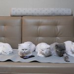 [고양이] 5마리 동거묘