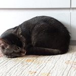 [고양이] 아무곳에서나 자는 고양이