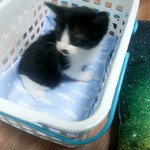 [고양이] <b>아가</b>냥잉
