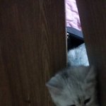 [고양이] 우리<b>집</b> 냥<b>이</b>를 소개합니다:-)