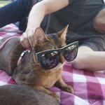 [고양이] 부부와 함께하는 동거묘 세마리 3