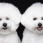 [비숑<b>모녀</b>] 비숑프리제 <b>모녀</b> 이야기