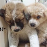 [<b>동행</b>세상] 파양의 아픔을 딛고 새로운 가족을 찾는 알콩이와 달콩이...