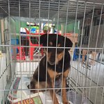 [평강공주] (반<b>송원</b>) 반탄이와 반문이 입원치료 들어갔습니다.