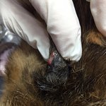 [평강공주] (반<b>송원</b>) 반탄이, 반문이,반하니 처치과정이에요.