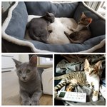 <b>도도</b>까칠 편식냥과 똥꼬발랄 식탐냥의 집사이야기