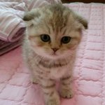 똥꼬<b>발랄</b>한 야깽이 봄이를 소개합니다.