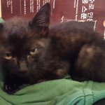 [고양이] 음식물쓰레기 먹고 있던 아기고양이ㅠㅠ