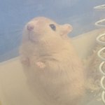 [댓글부탁해] 내<b>애기야</b>개귀여워