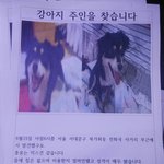 추천좀 부탁드립니다. 강아지 주인 찾습니다.