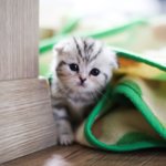 [고양이] <b>오리온</b>의 과거...그리고 현재