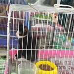[고양이] <b>로또</b>의 평생가족이 되어주세요