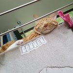 [고양이] 후추 상추의 사랑스러움