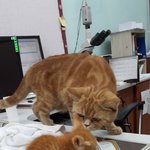 길에서 냥줍으로 시작된 인연~2