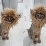 [고양이] 부부와 함께하는 동거묘 세마리 4 - 사자와 마타타비