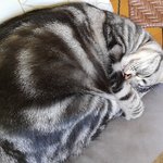 [고양이] 역지사지 -ㅅ- 고양이 생일<b>케익</b>뺏어먹는집사