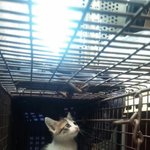 (서울,인천,경기)8차선 도로가 <b>화단</b>에서 빼꼼히 고개를 내밀고 울고...