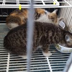 경기)우리는 늘 배고프다냥~<b>식이</b>와 신이의 그릇을 사랑으로 채워주실...
