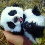 그땐 그랬지 사진 <b>판다</b>