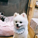 [강아지] 장모치와와&amp;포메.멋쟁이 신사(5탄)