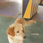 [<b>동물구조</b>] 보신탕 위기 직전의 골든리트리버 도와주세요_천안 성성동