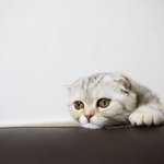 [고양이] <b>오리온</b> 훈련 영상입니다~^^