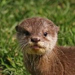 [댓글부탁해] <b>면도</b> 수달닮음ㅋㅋㅋㅋㅋ