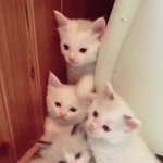 [고양이] 우리<b>집</b> 랙<b>돌</b> 애기들