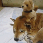 [강아지<b>고양</b>] 얘들아 눈 정화해라