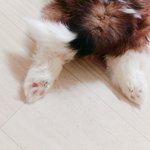 [방탄소년단] 이번에 키우는 강아지이름 이삐