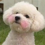[EXO] 비비하루만 우리<b>집</b>에데려오고싶다ㅜㅜㅜ
