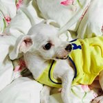 [방탄소년단] <b>미키</b>,랩모니,짱구,순심이