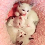 [고양이] <b>울</b><b>집</b> 애기고양이들❤️